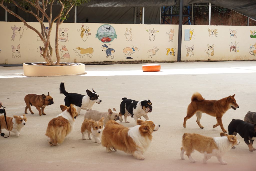 A diverse group of dogs enjoying playtime outdoors at a pet daycare facility.