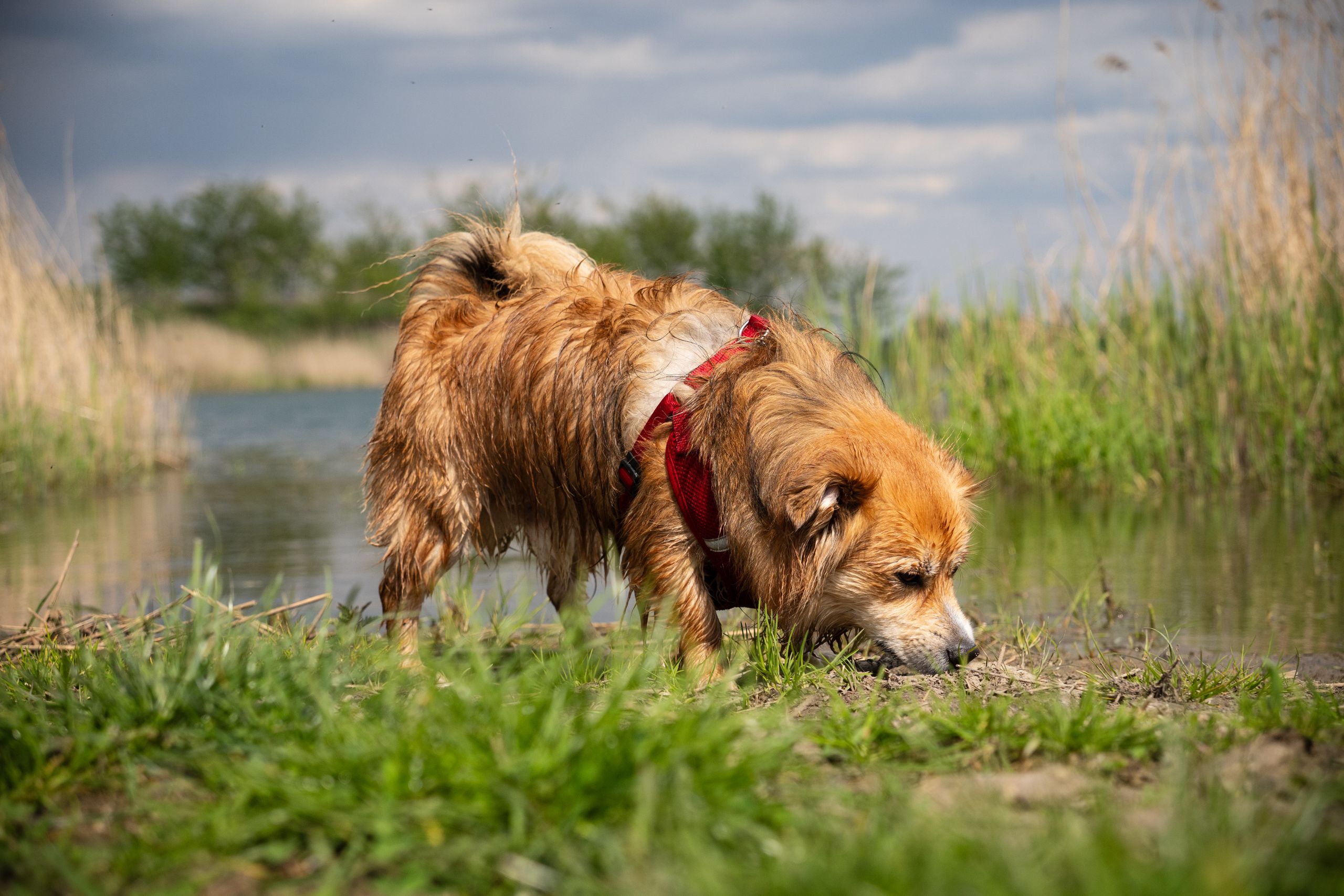 A wet dog in a red harness sniffs the ground by a lakeshore, against a cloudy backdrop.