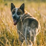 Australian cattle dog standing in sunlit meadow, smiling towards the camera.