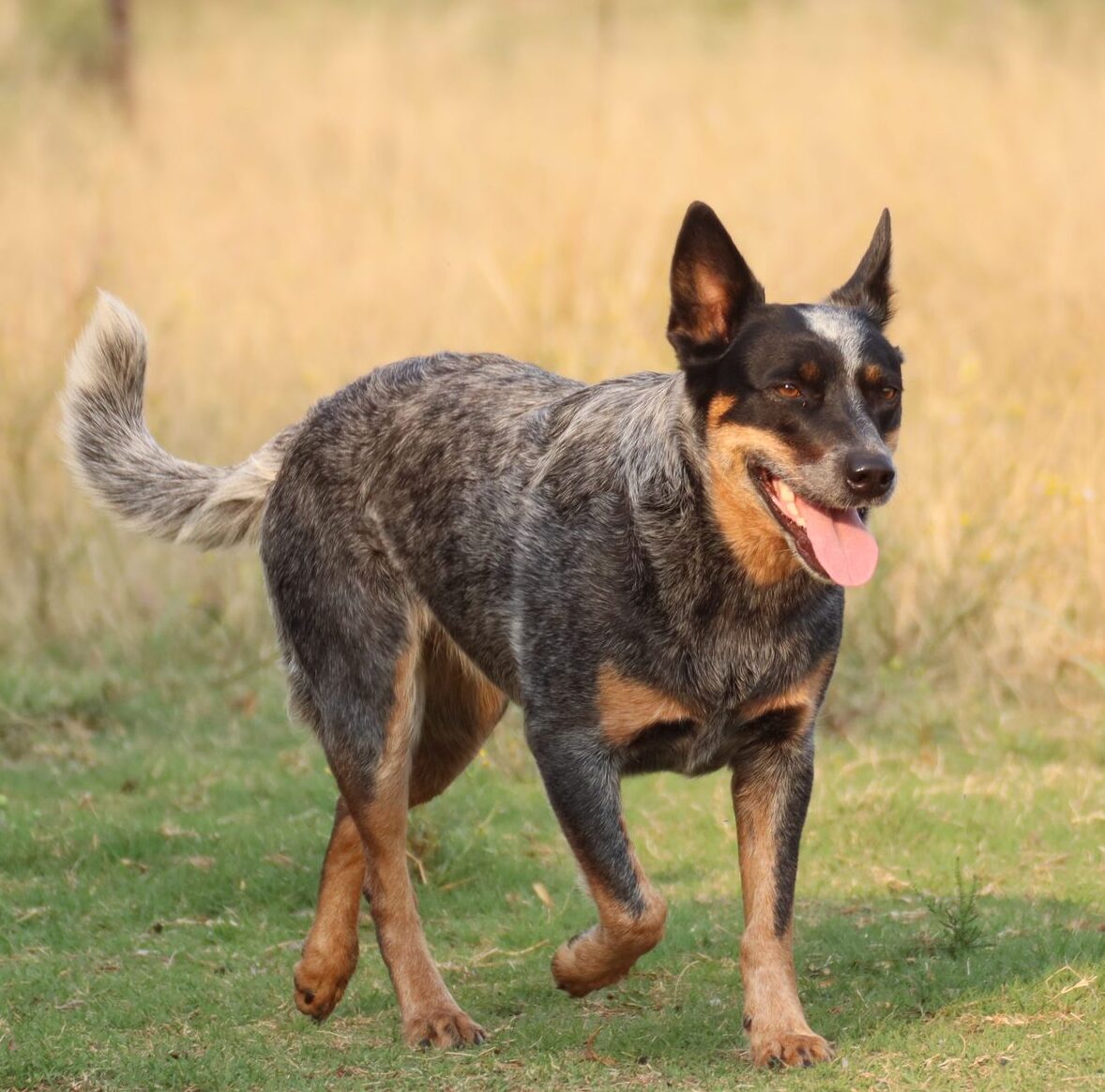 Blue heeler dog running freely in a grassy farm landscape on a sunny day.