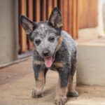 Cute Blue Heeler puppy standing on outdoor steps looking playful and curious.