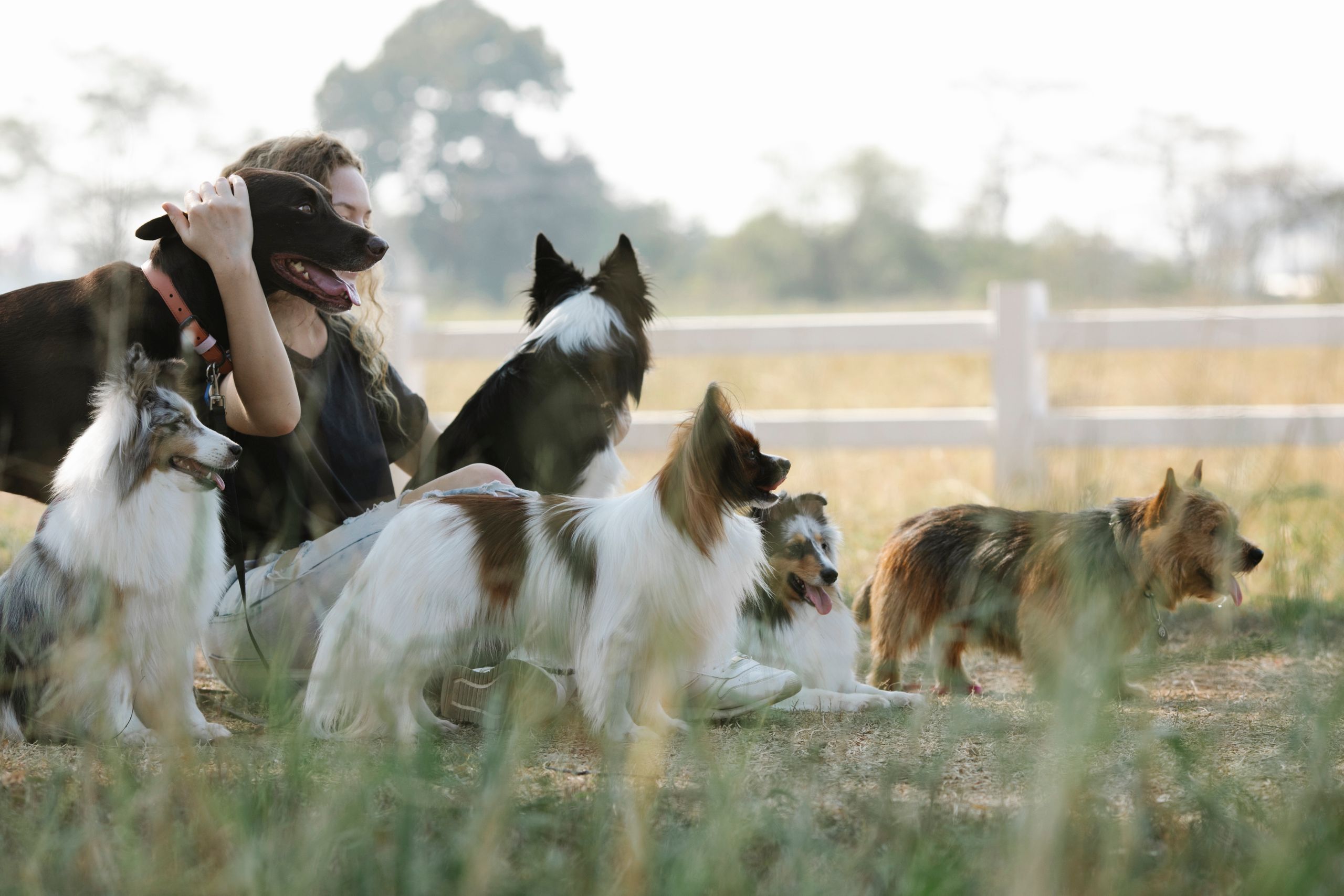 Side view of female owner hugging domestic dog while sitting with Norwich Terrier Sheltie dogs and Papillon with Border Collie in countryside