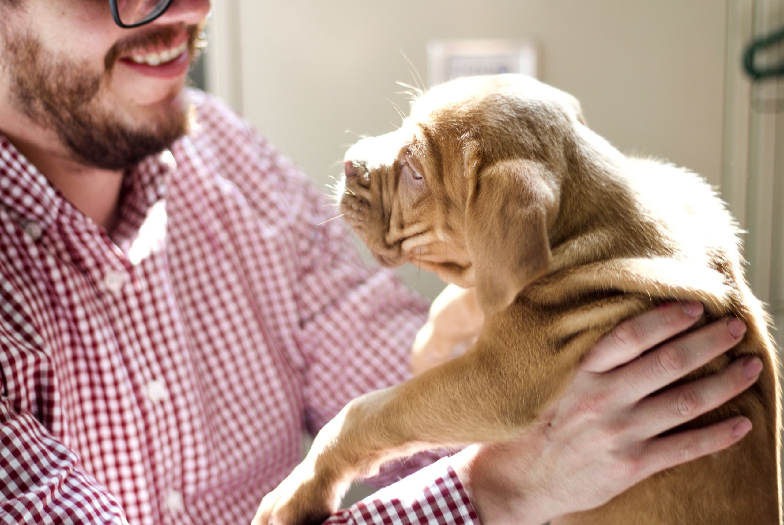 A man in a checkered shirt lovingly holds a cute puppy, bathed in warm sunlight indoors.